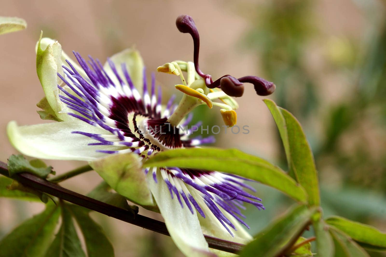PASSIONFLOWER