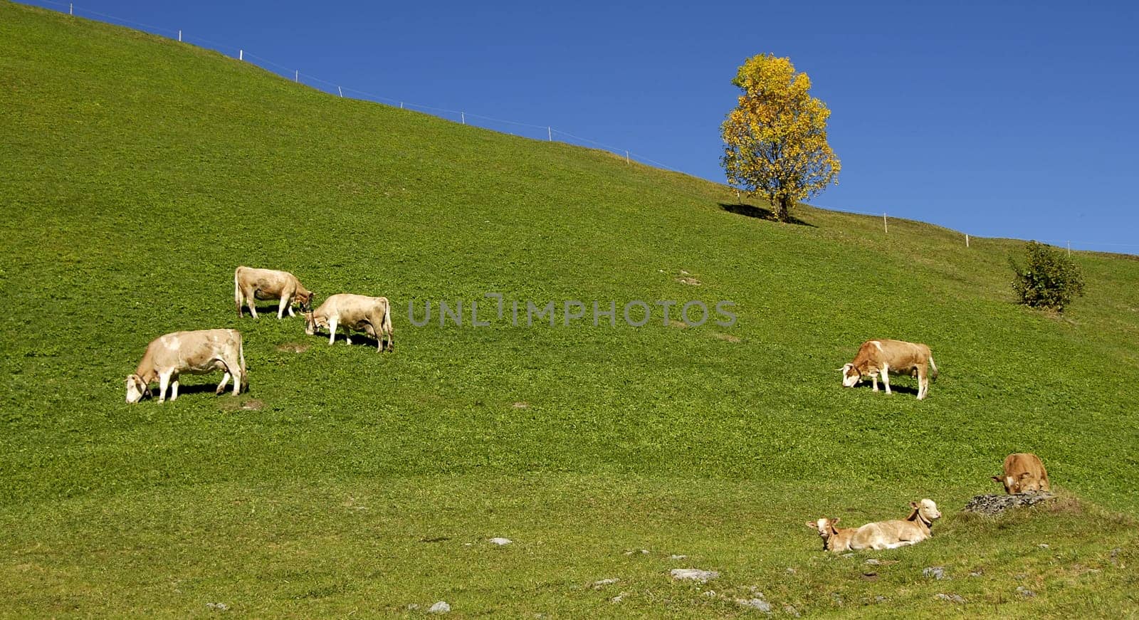On the Sulwalder Alp in the Bernese Oberland