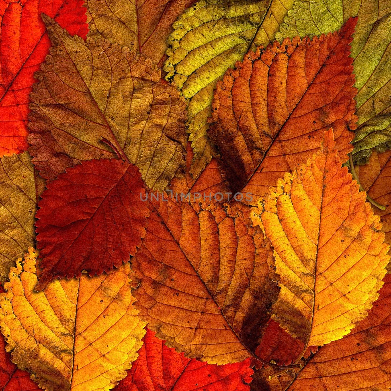 (Fall foliage) or (fall leaves) or (autumn leaves)