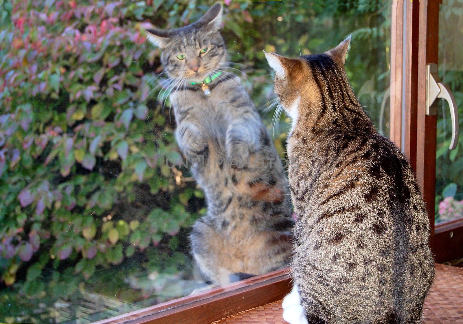 Cat wrestling through the window