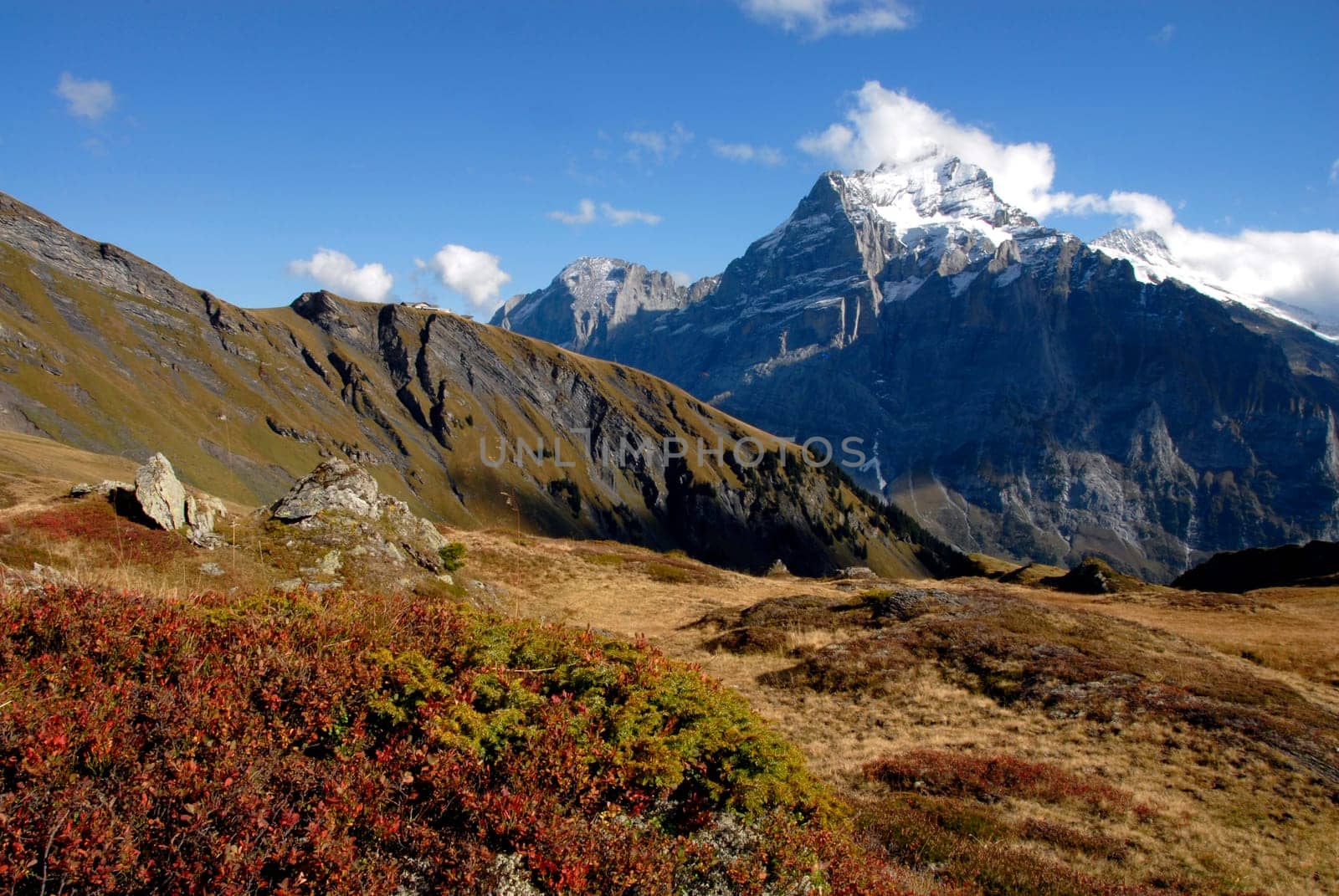The path from Bachalpsee down to Grindelwald leads through beautiful high moors and is a true flower paradise in late spring