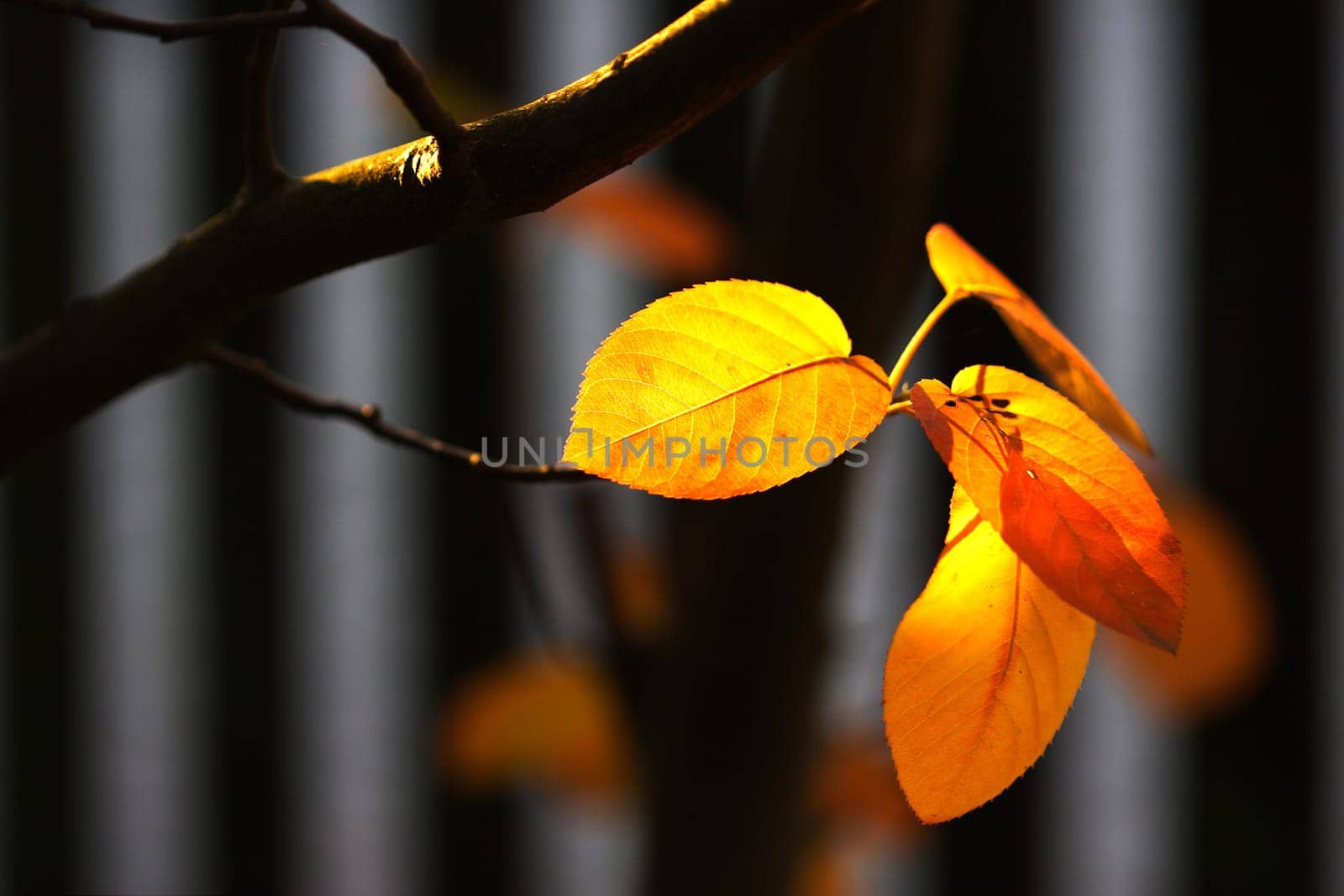 the last ray of sunshine
