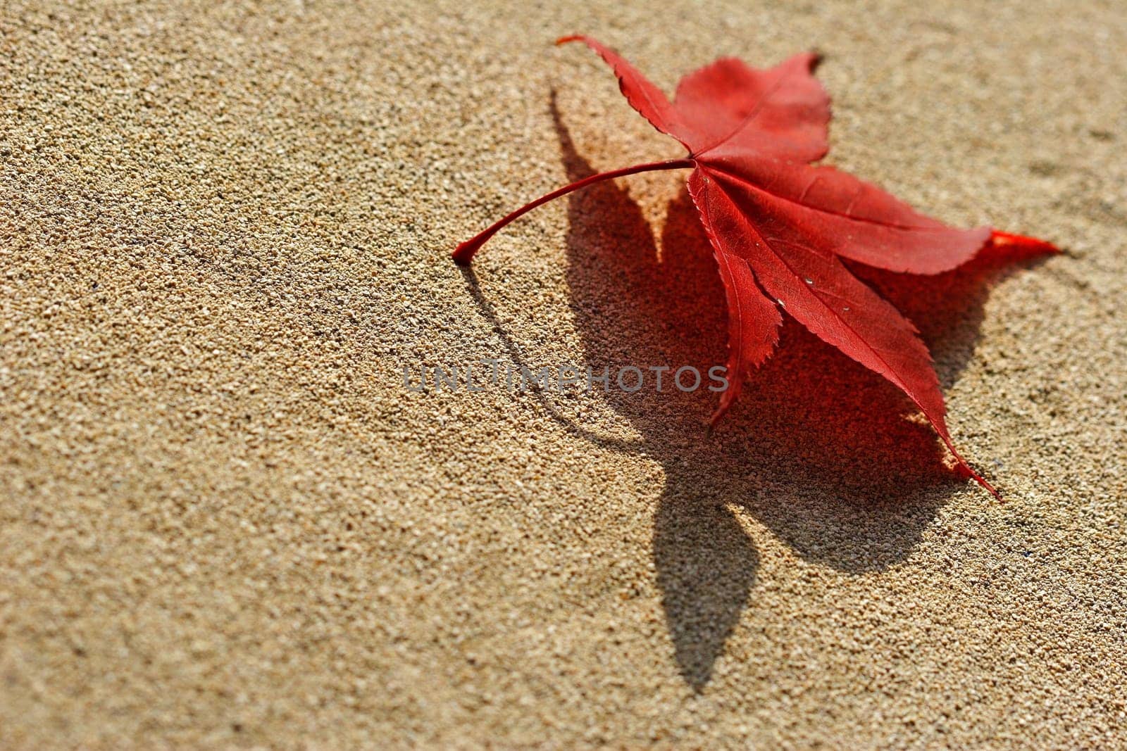Autumn