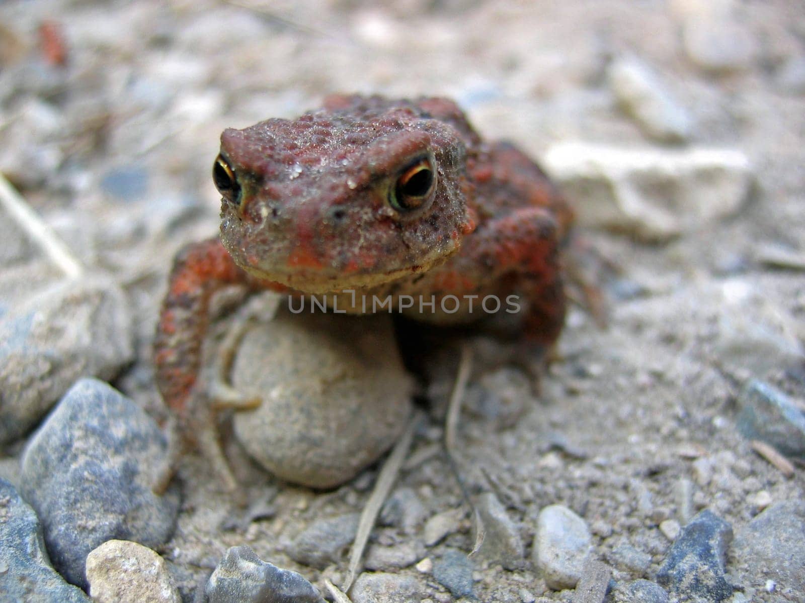 Common toad