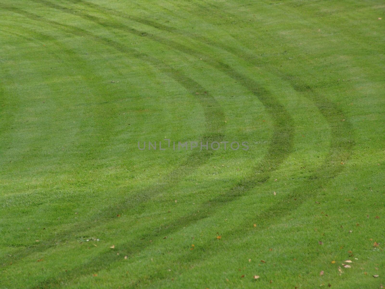 Golf turf