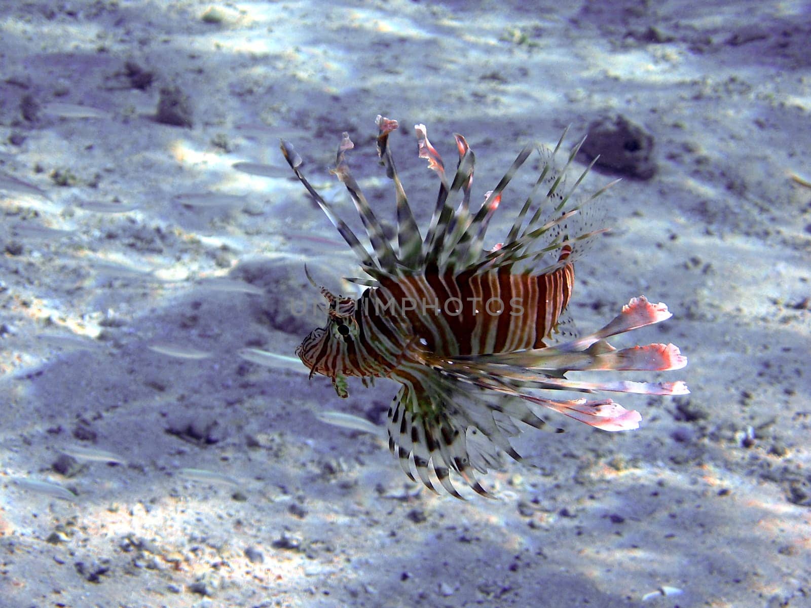 Lionfish