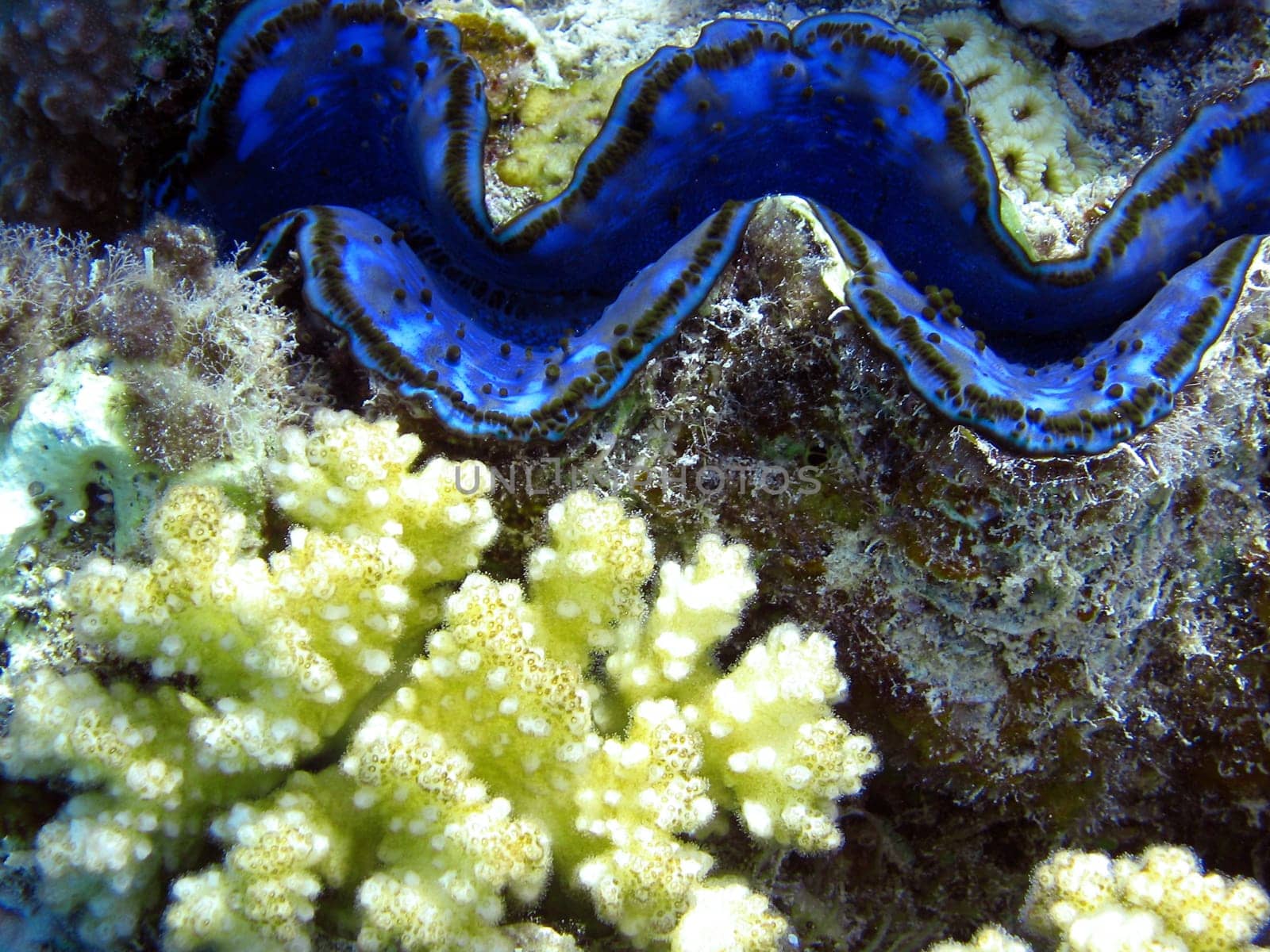 Giant clam and coral