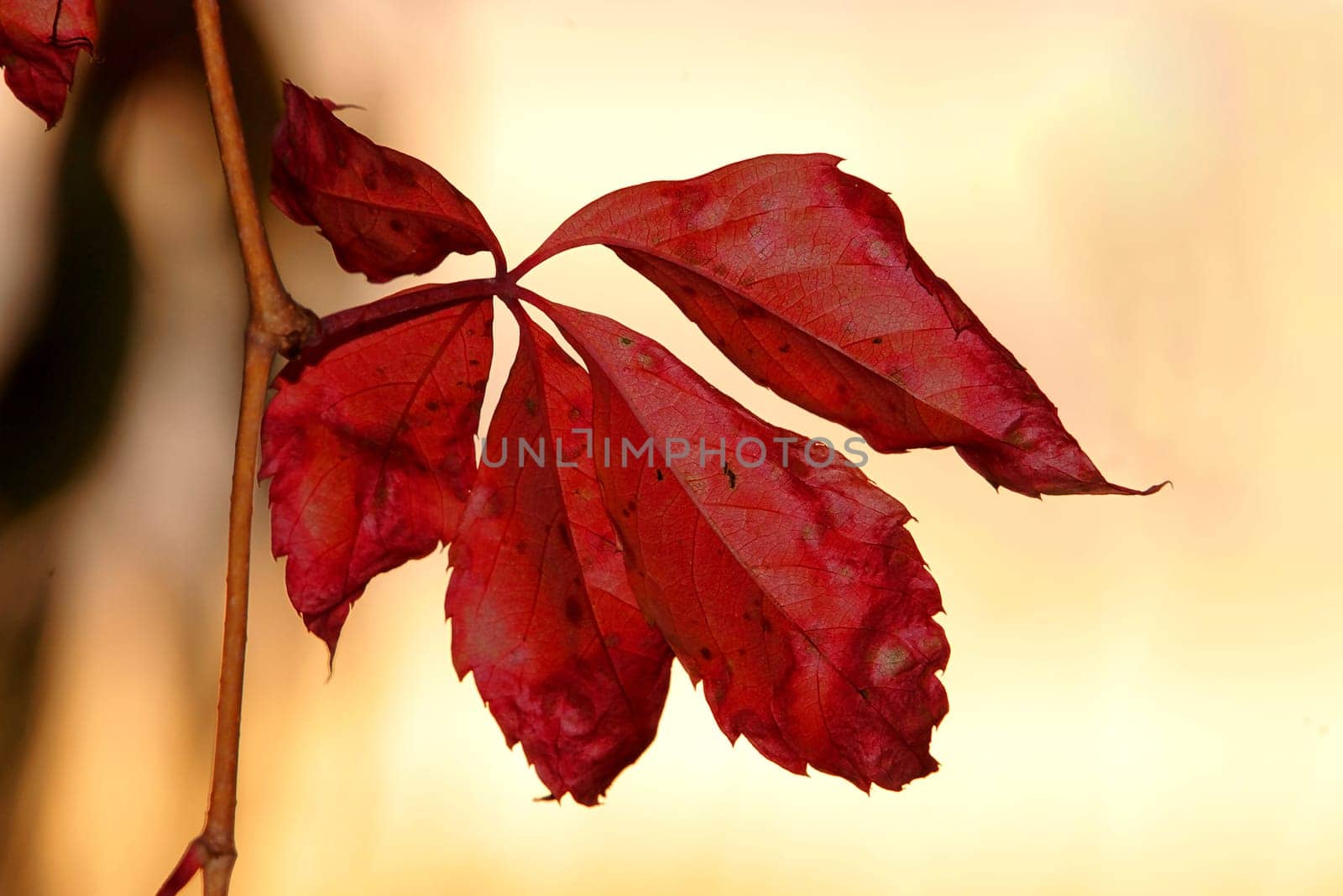 Wilted