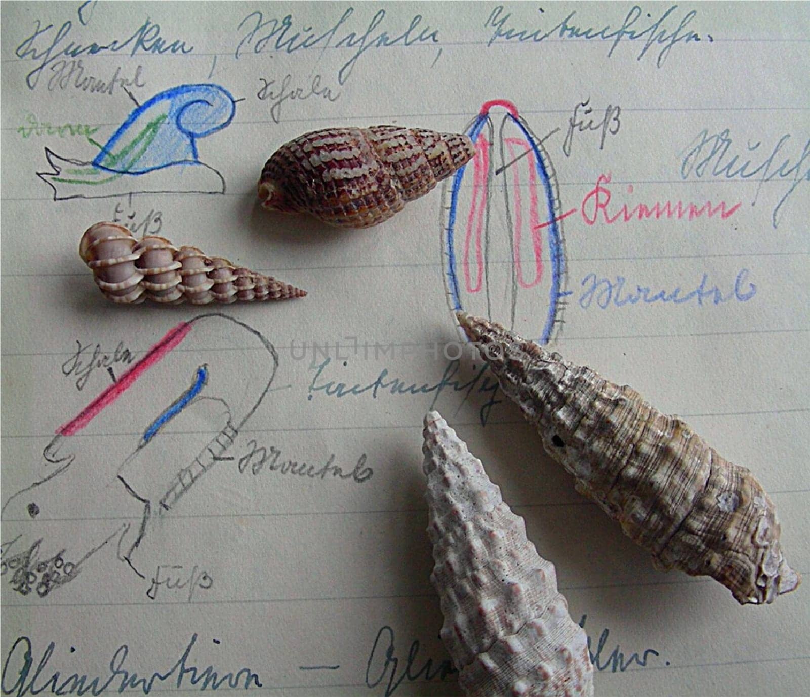 The molluscs form a very species- and shape-rich animal phylum. Today,there are about 50,000 species. (Transcript from a student notebook of the school year 1938/1939)