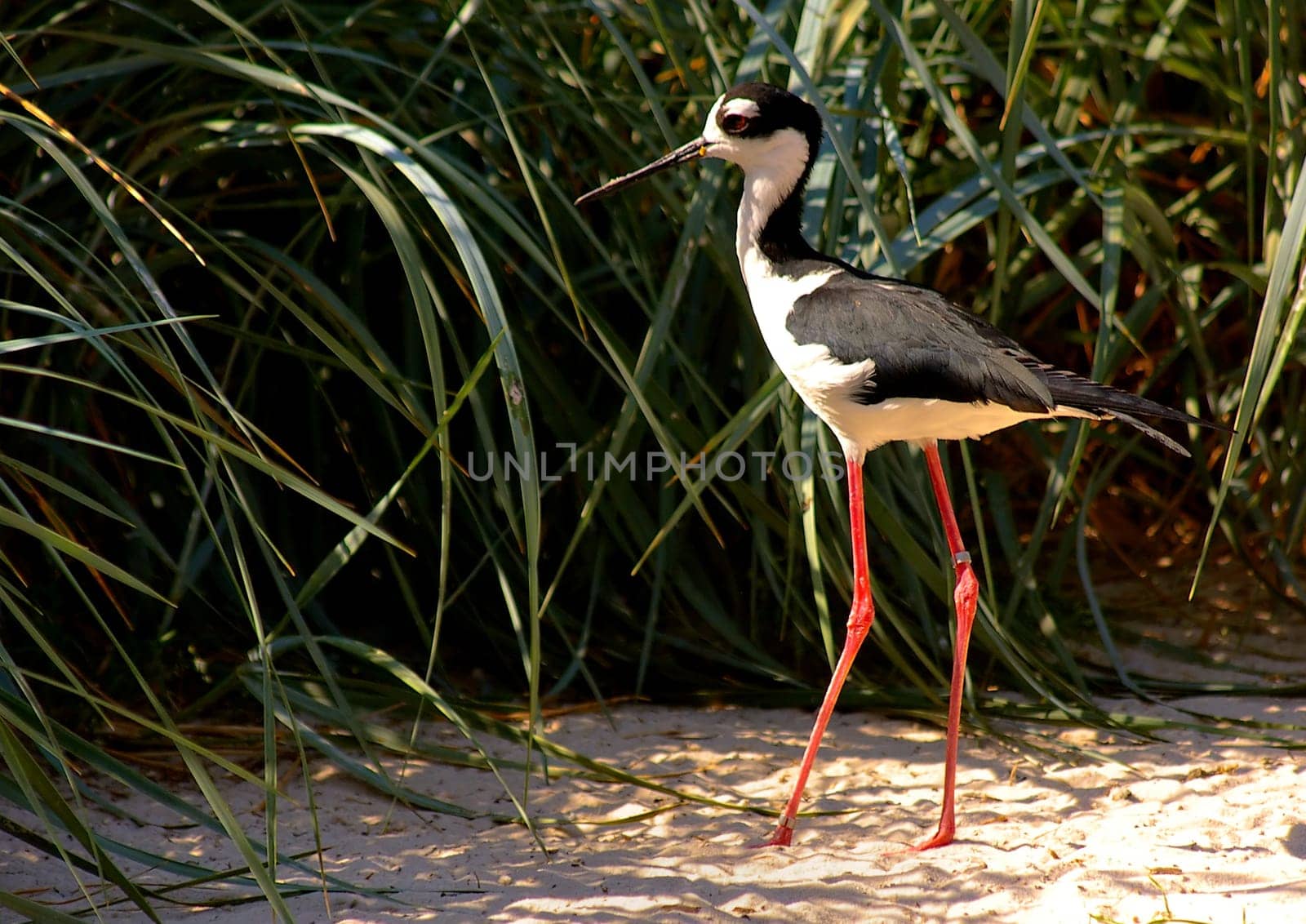 American stilt walker