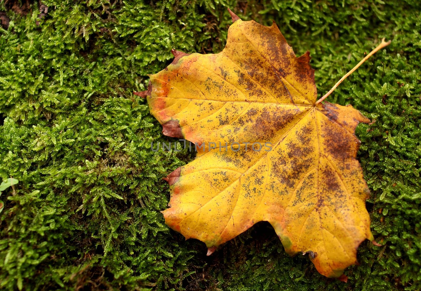 Bedded on moss