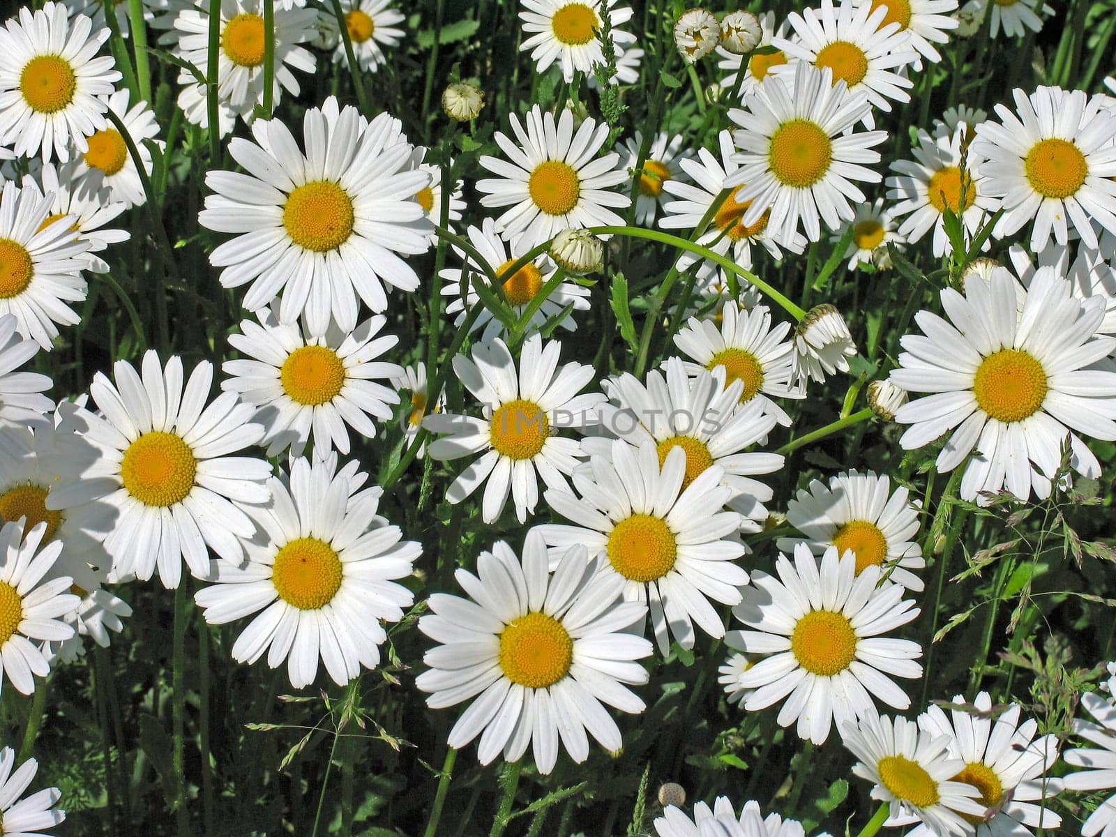 Leucanthemum vulgare,meadow daisies