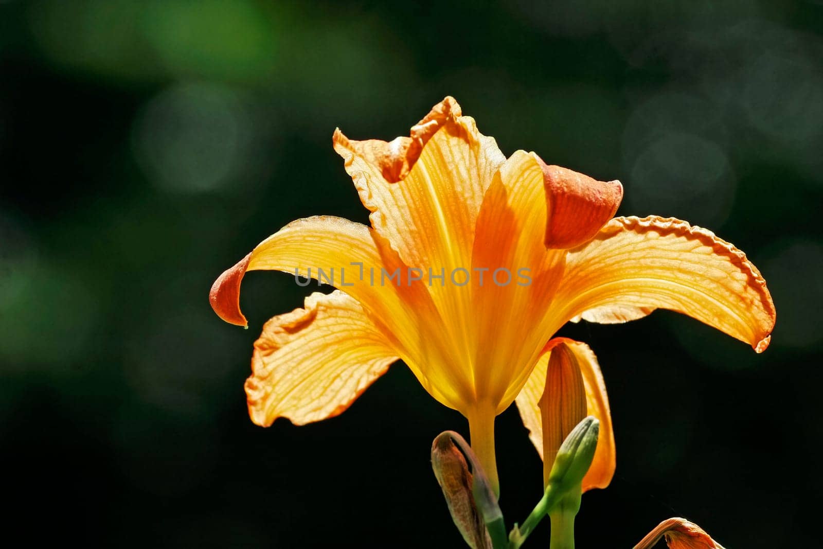 Hemerocallis hybrid,daylily