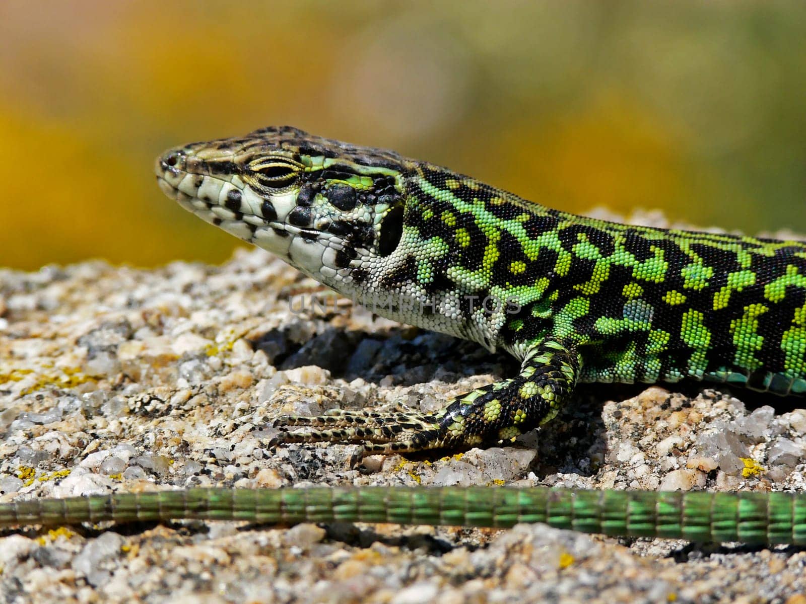 Podacris sicula, Ruineneidechse