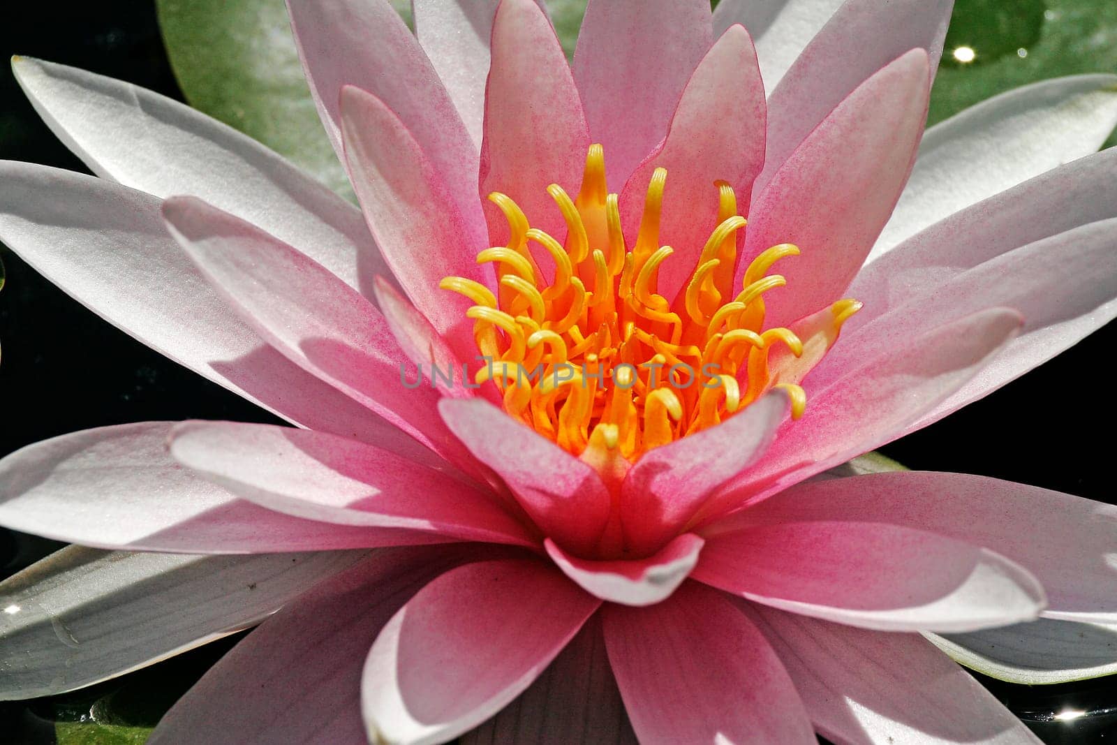 Nymphaea hybrid,water lily,pond lily
