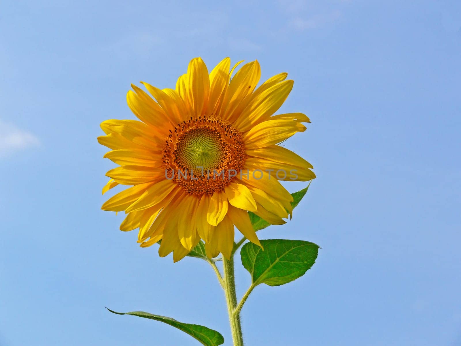 Helianthus,Sunflower