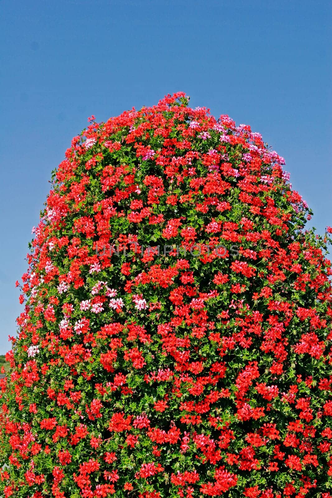 Pelargonium,pelargoniums,geraniums