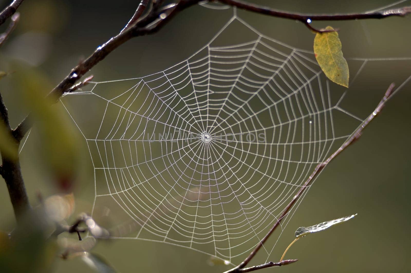 small - fine network