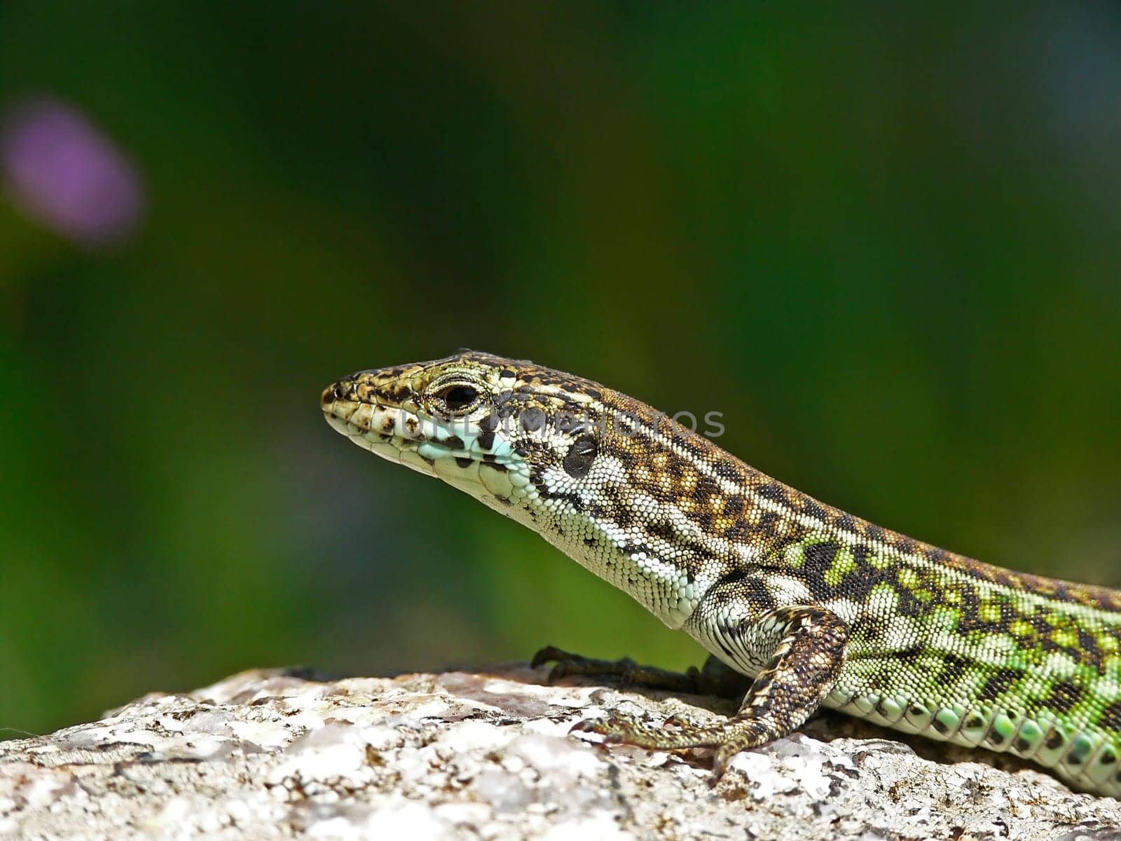 Podacris sicula, Ruineneidechse