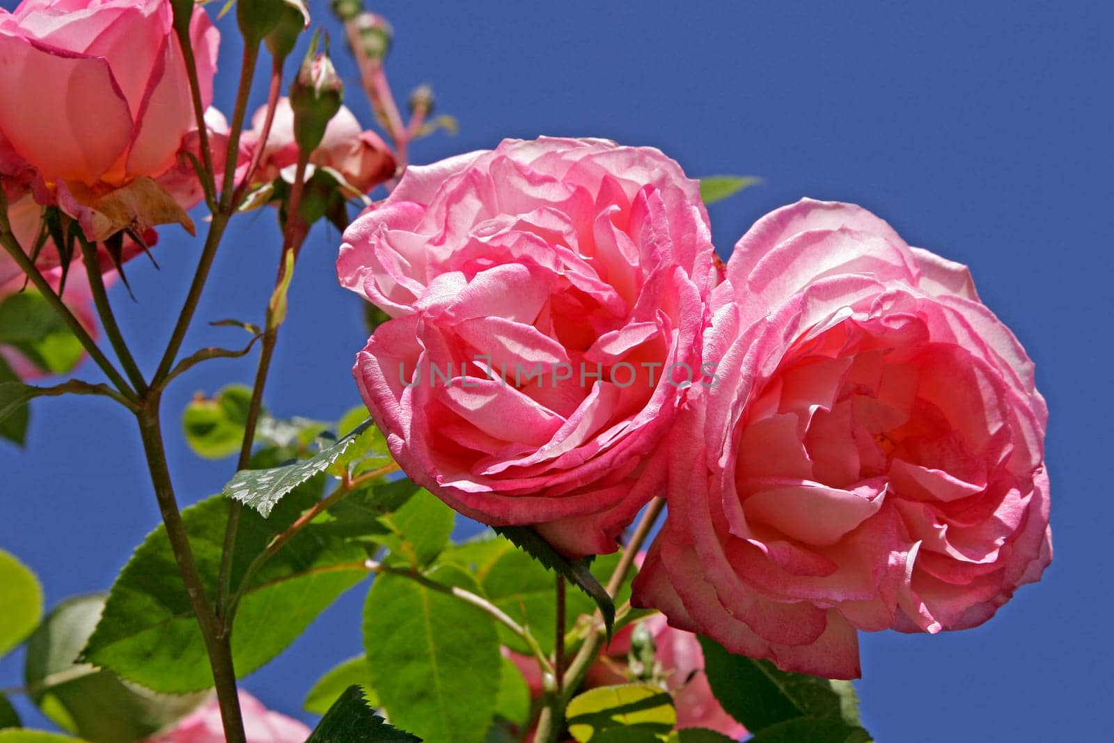 Pink,variety Harlequin,Climbing rose