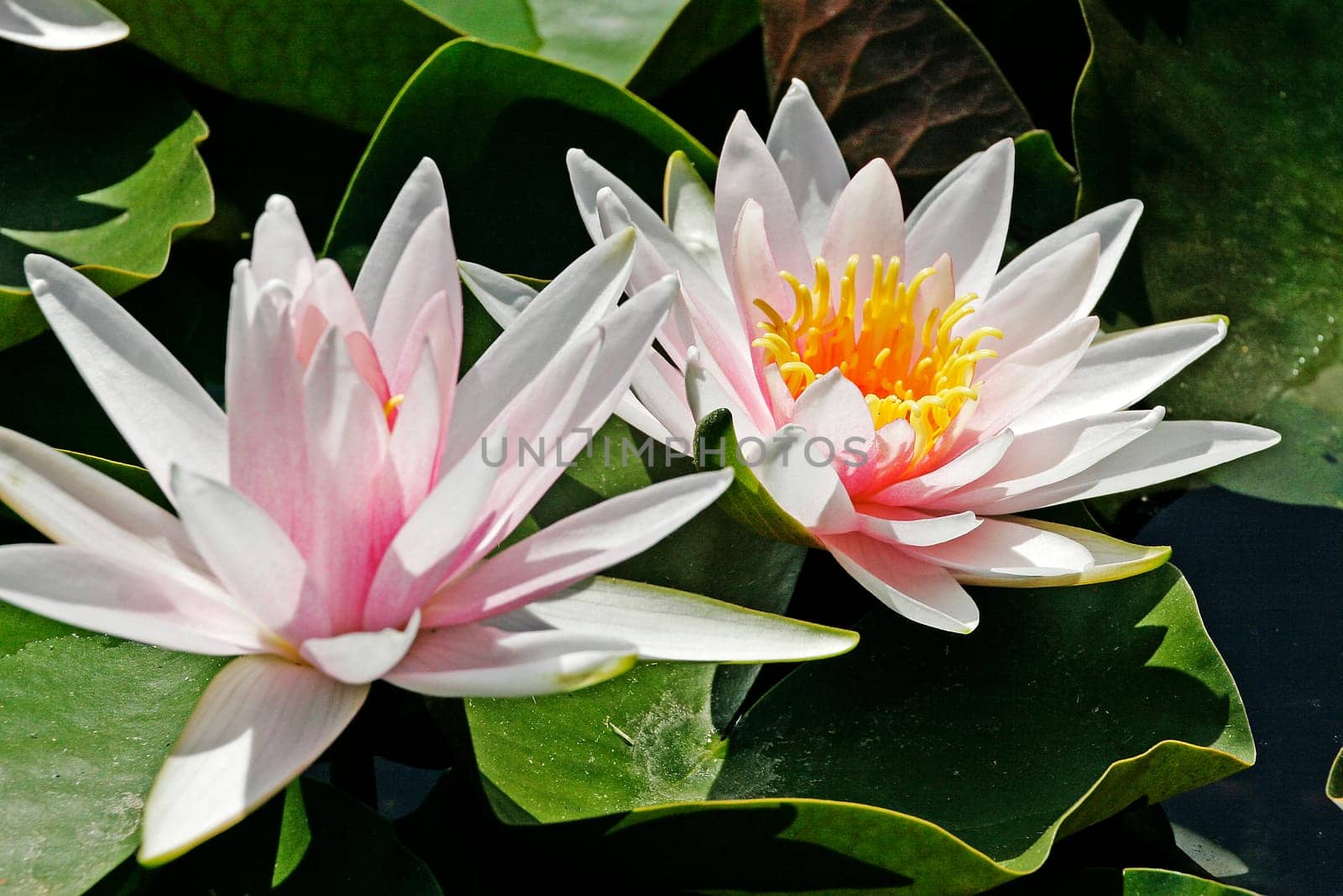 Nymphaea hybrid,water lily,pond lily