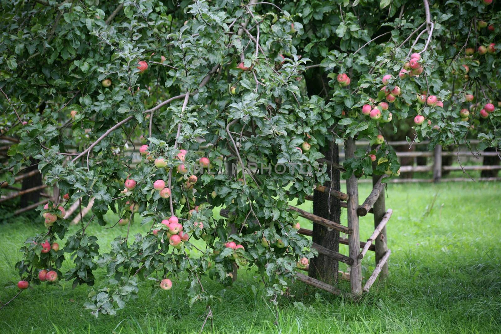Apple trees in a meadow