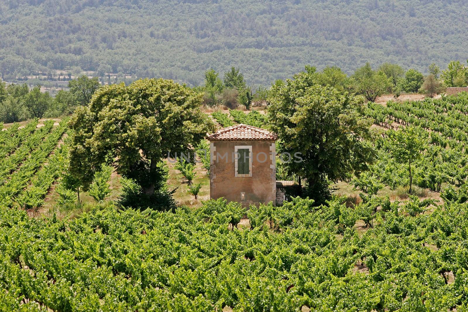 Goult,house with vineyards,Provence