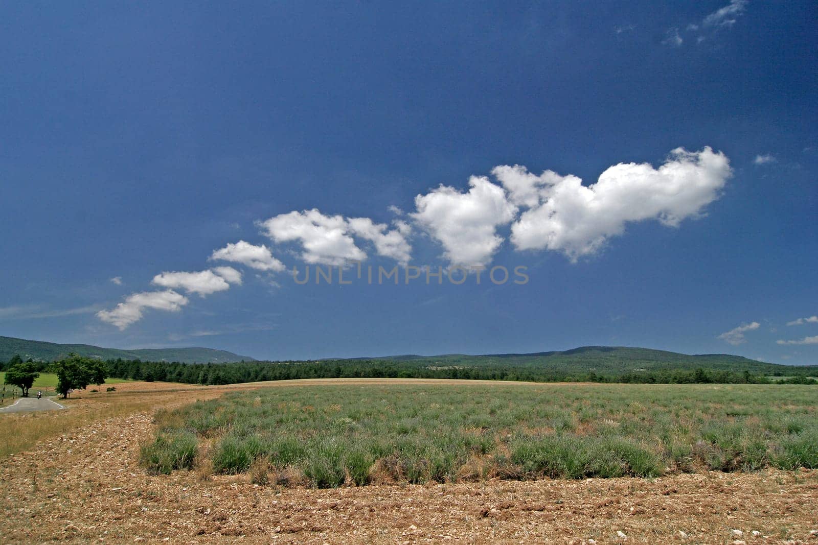 Landscape at Mont Ventoux,Provence