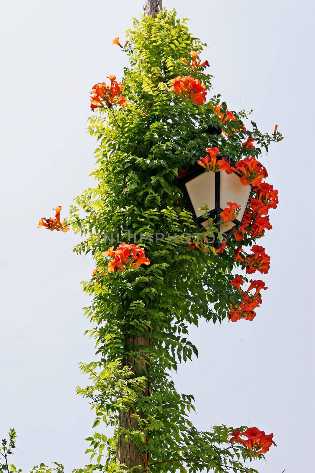 Goult,lantern with flowers,Provence