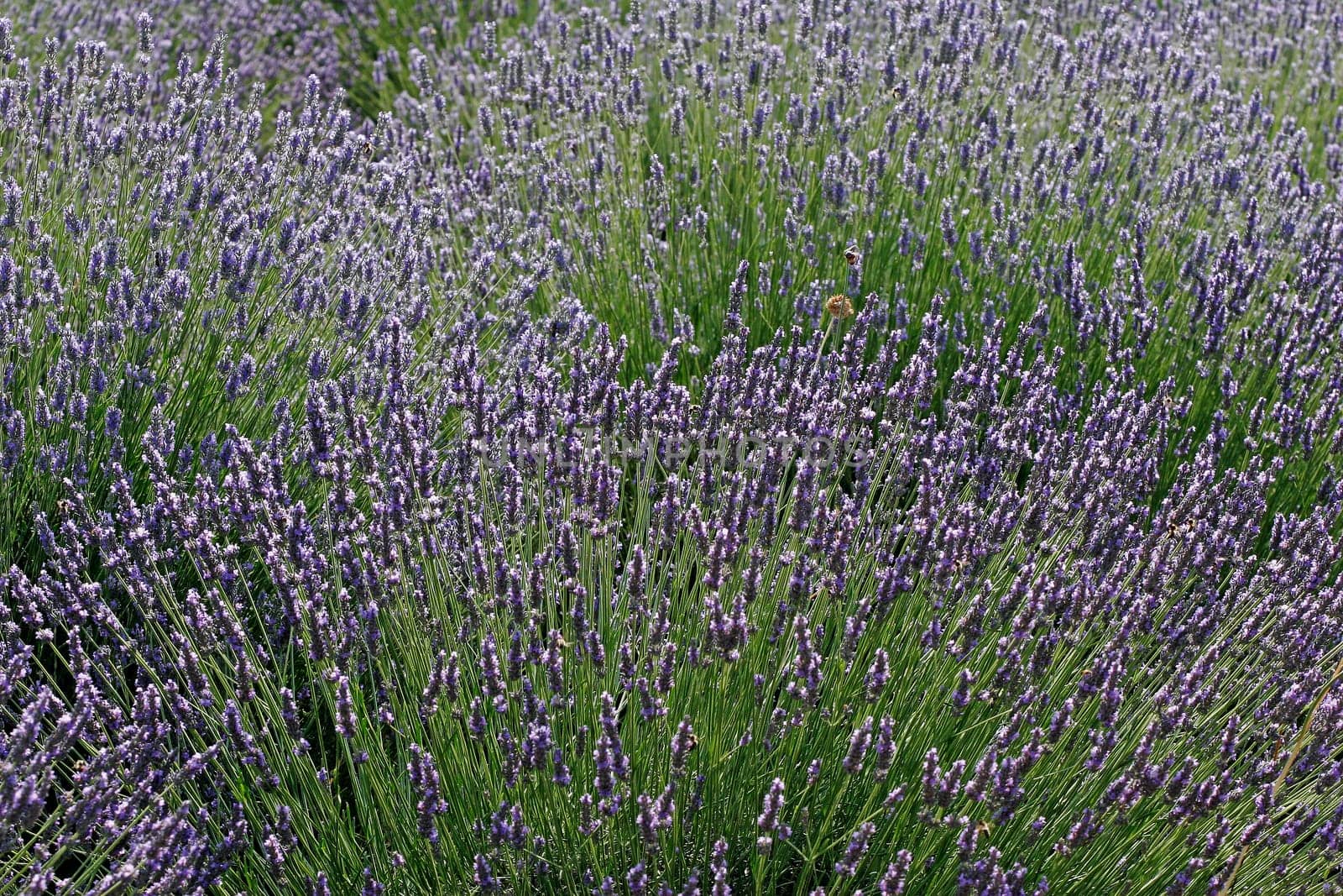 Lavender near Oppede-le-Vieux,Provence