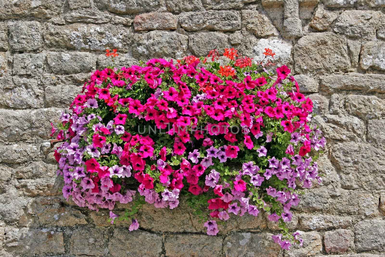 Plouharnel,petunia mix,petunia