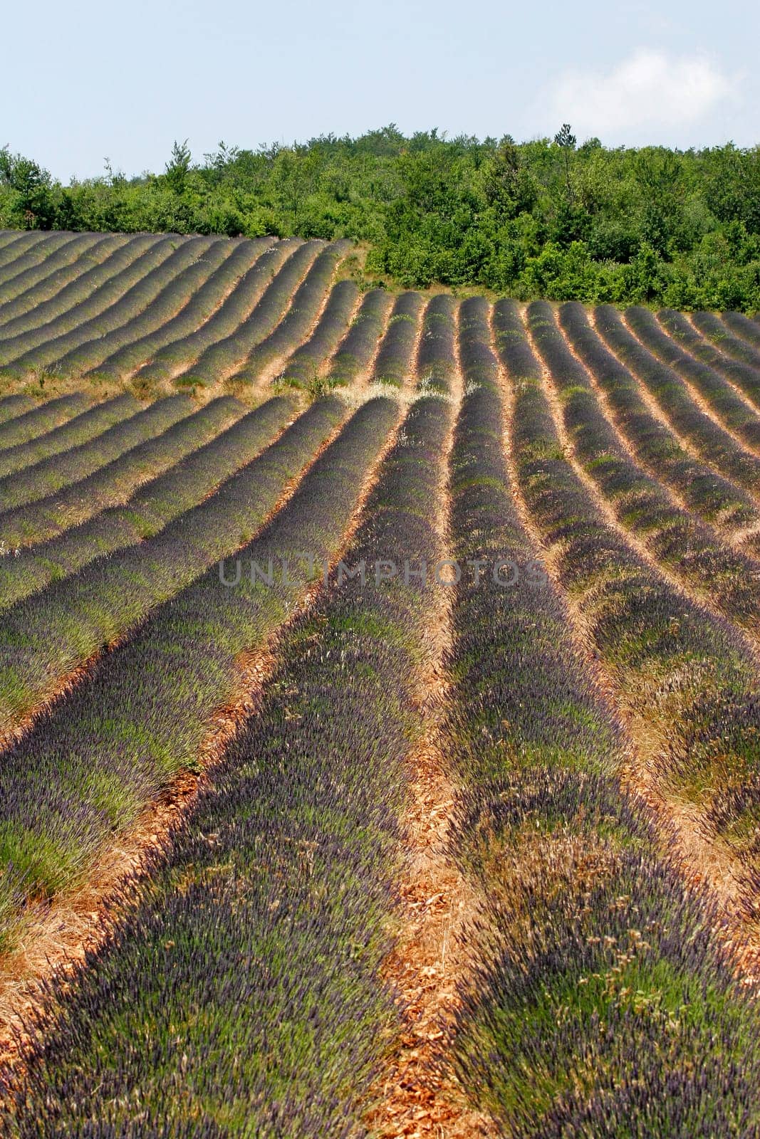 Lavender fields near Sault,Provence