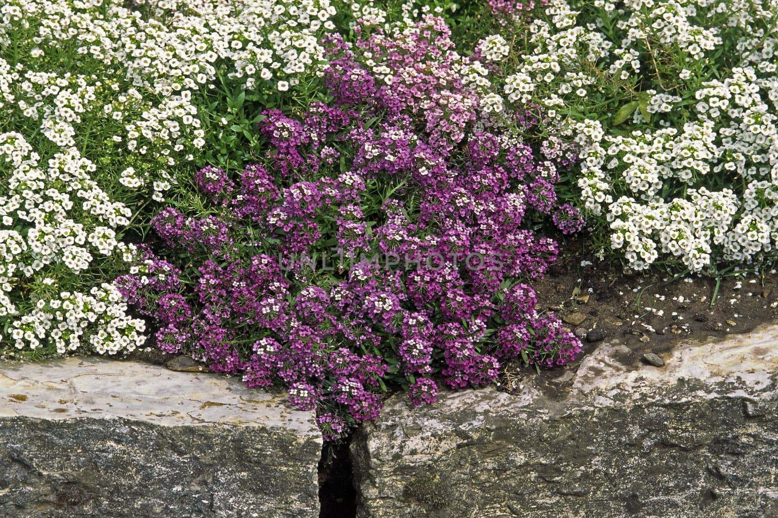 Alyssum maritinum,golf mix