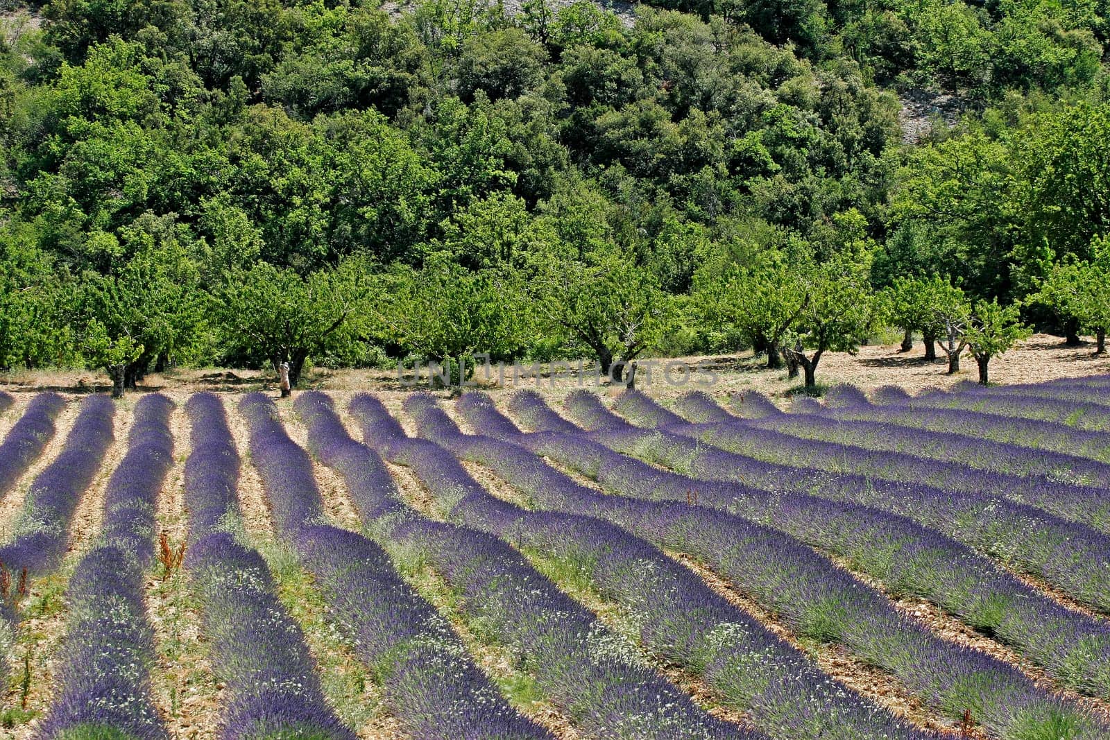 near Croagnes,lavender fields,Provence