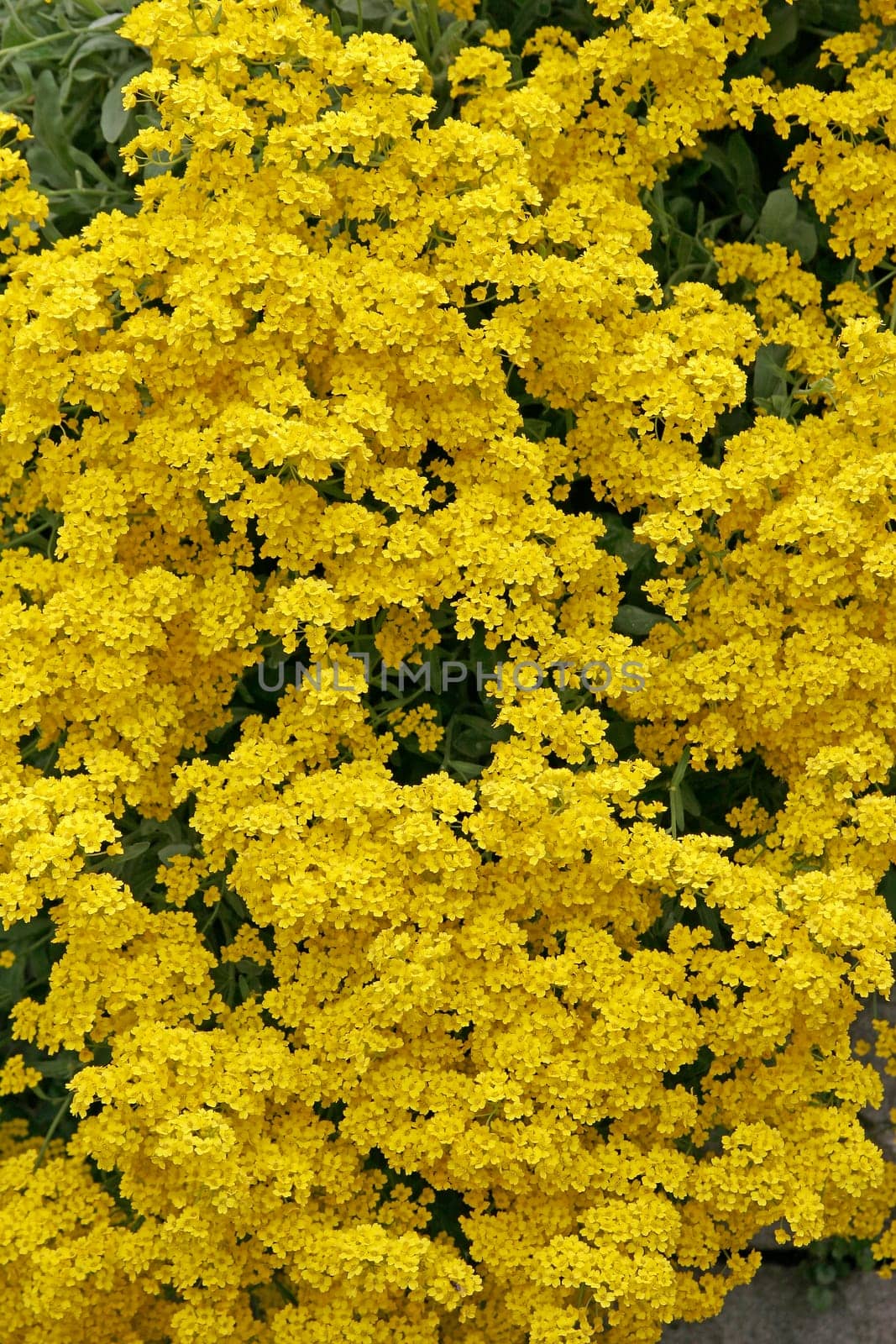 Alyssum saxatile,ssp. preismannii