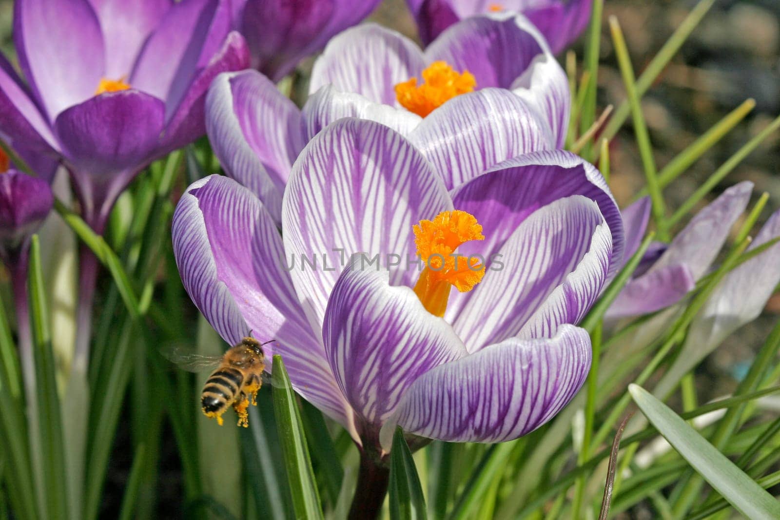 Crocus vernus,Spring crocus,Bee