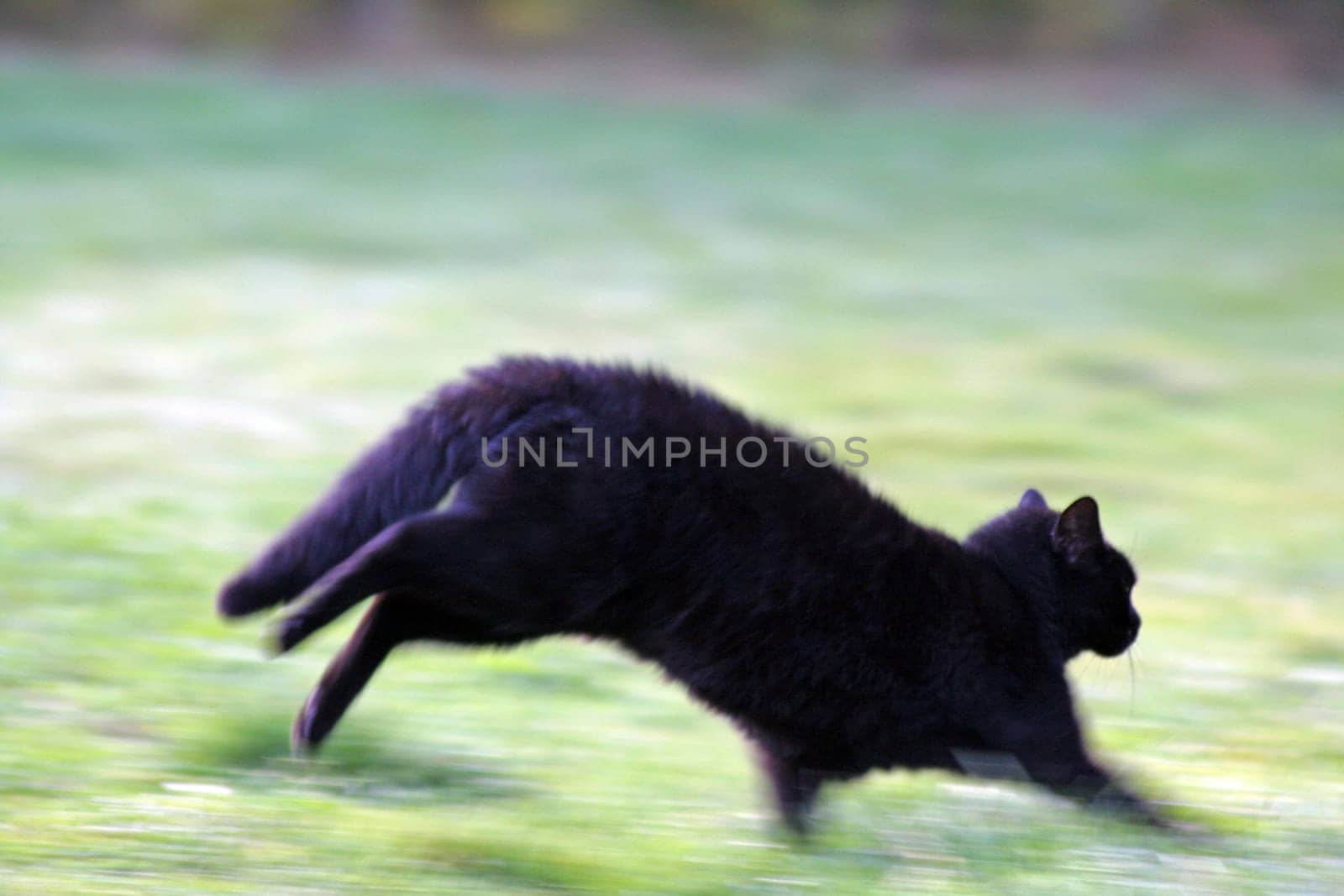 Black Cat