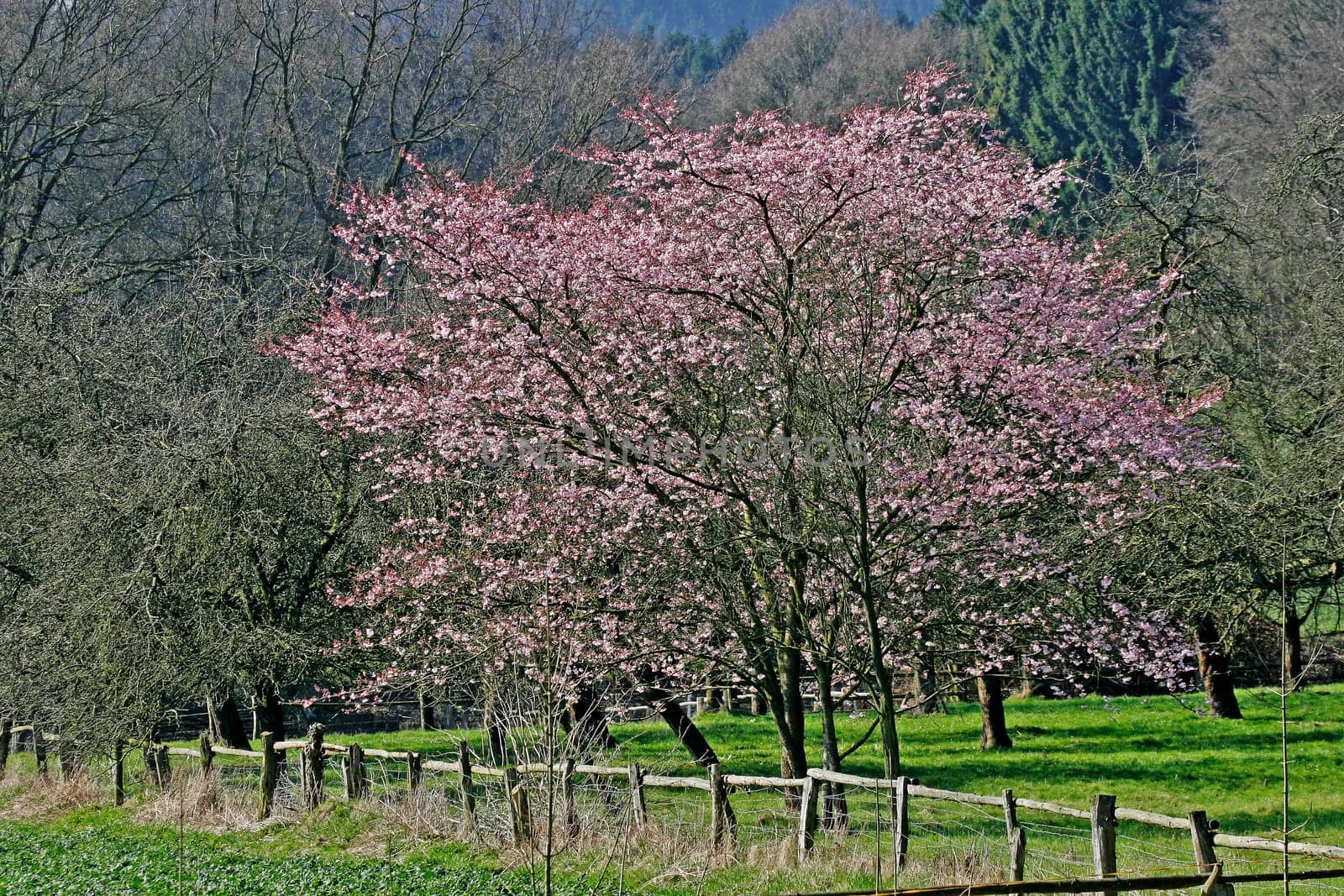 Prunus,Japanese ornamental cherry,spring