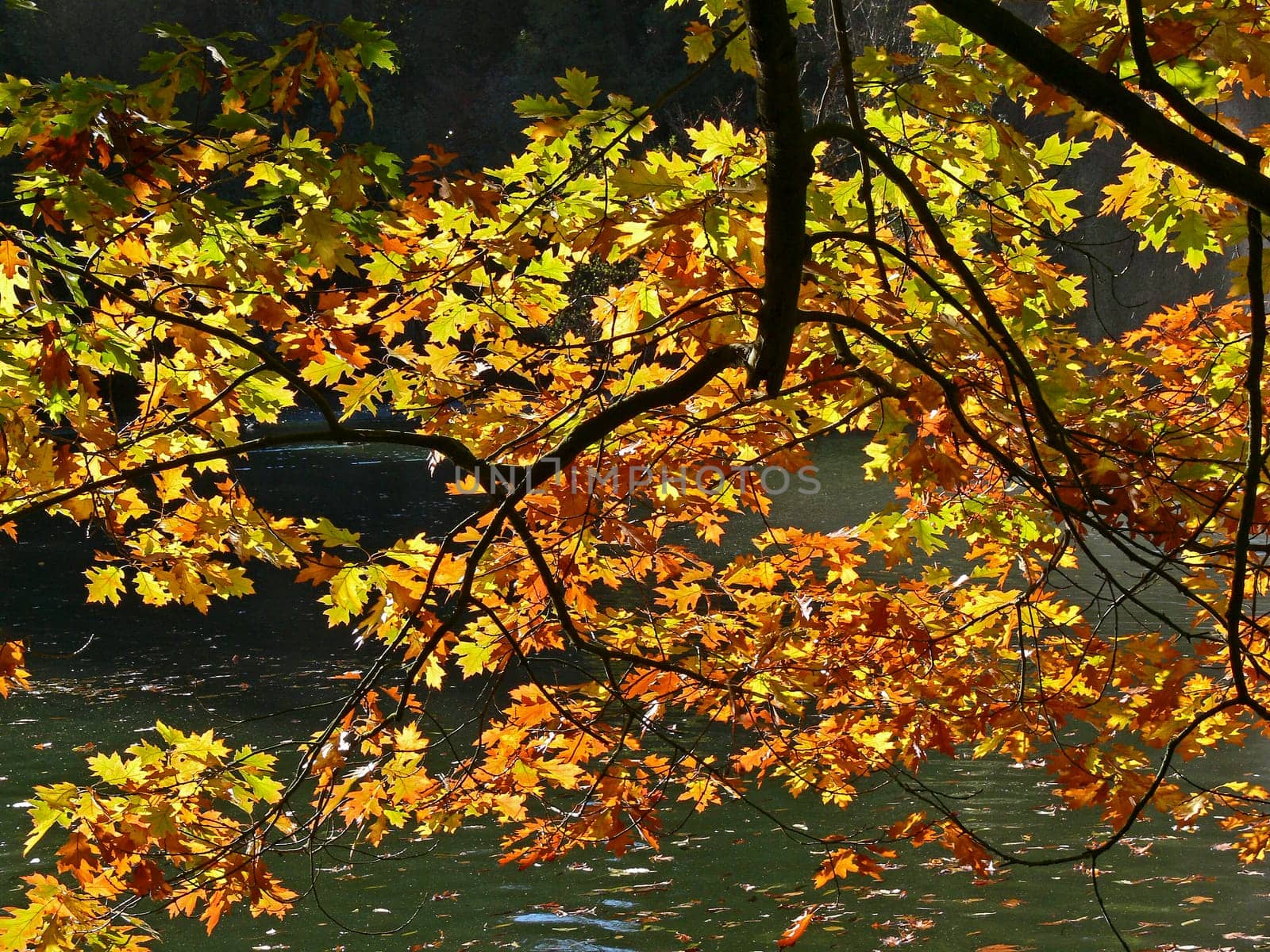 Red oak in autumn