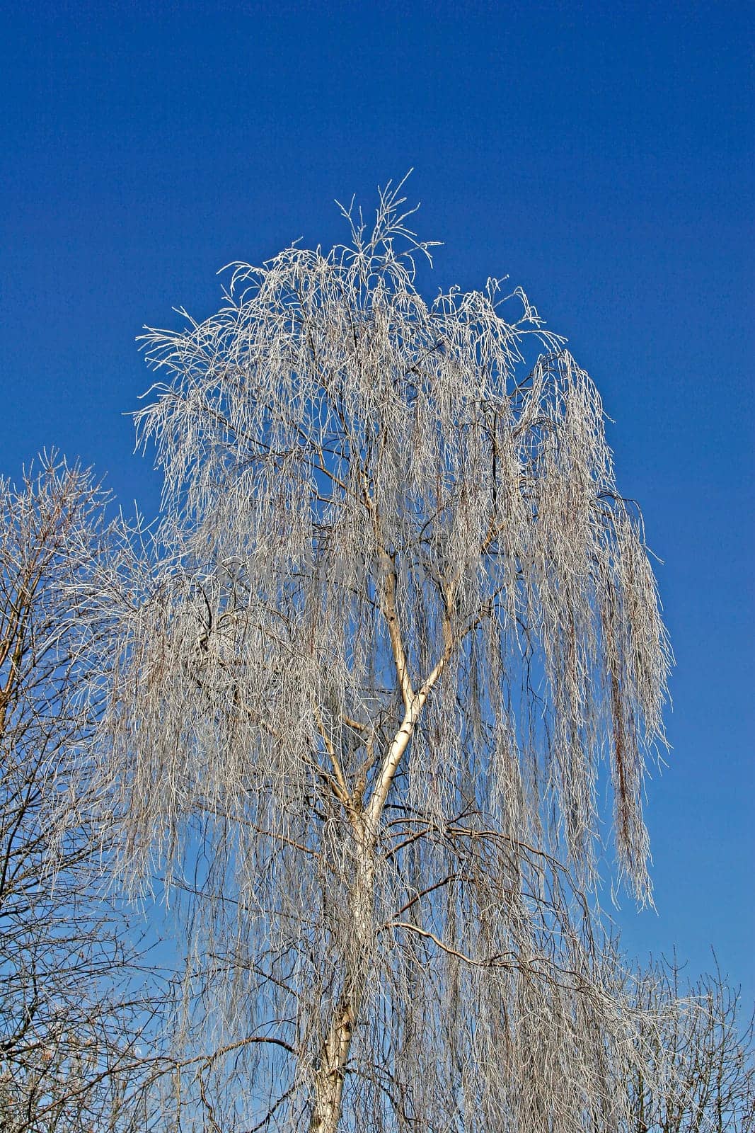 Birch with hoarfrost,birch,betula