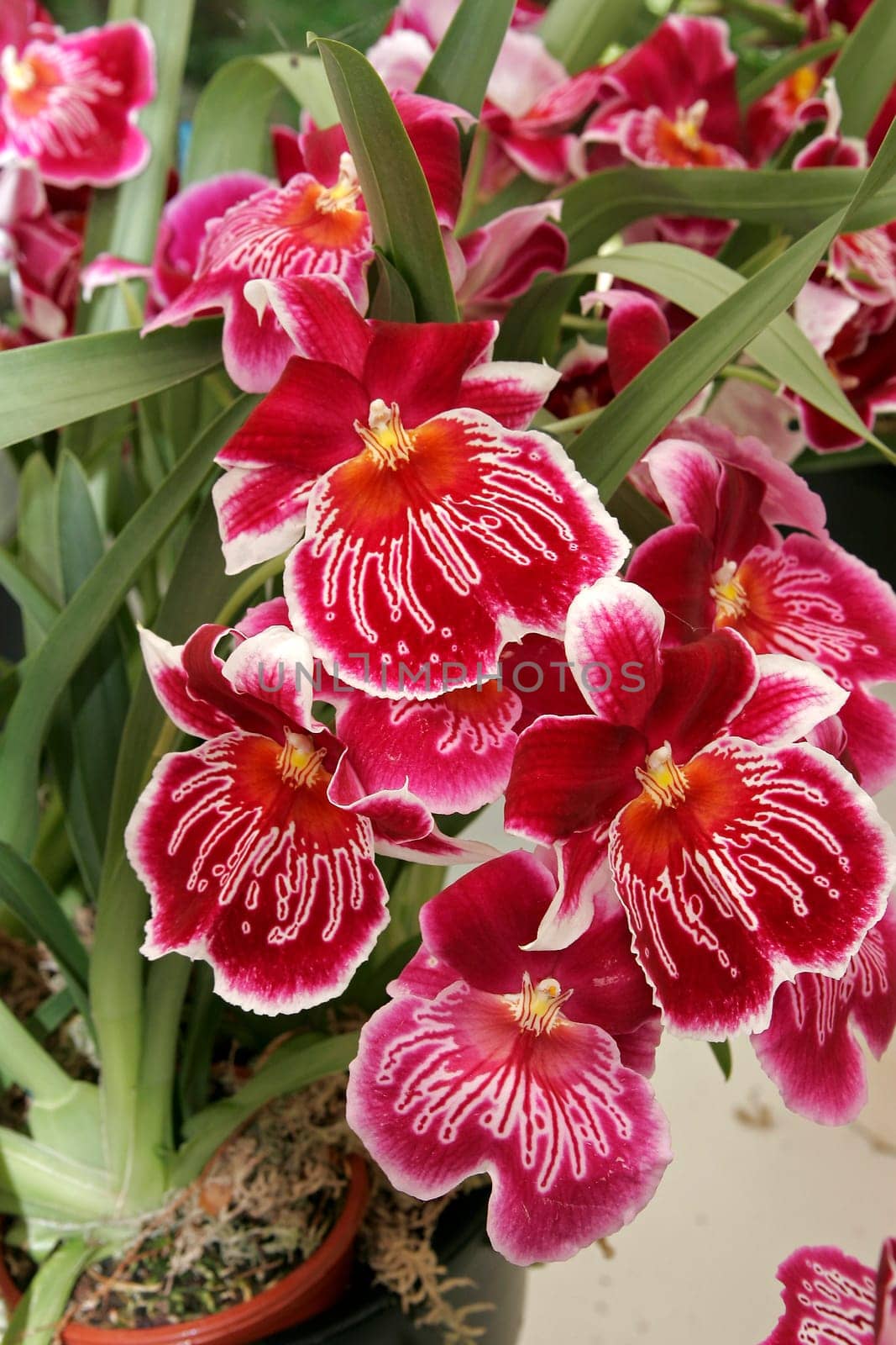 Miltonia-Hybride, Sorte Maui Metor