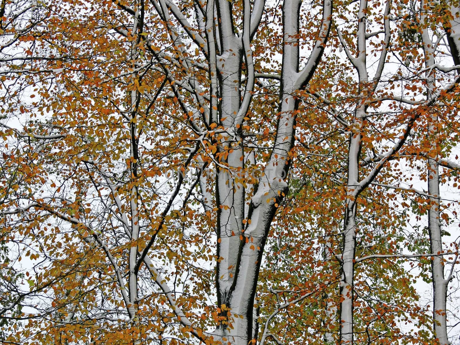 The first snow