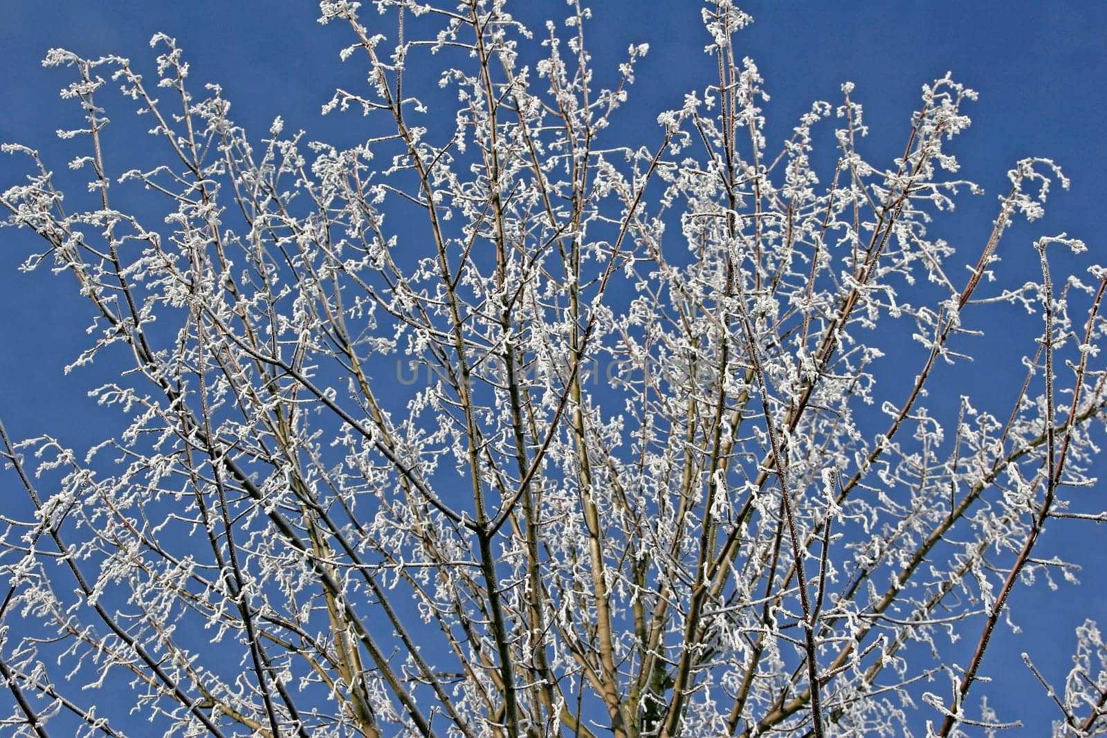 Tree with hoarfrost