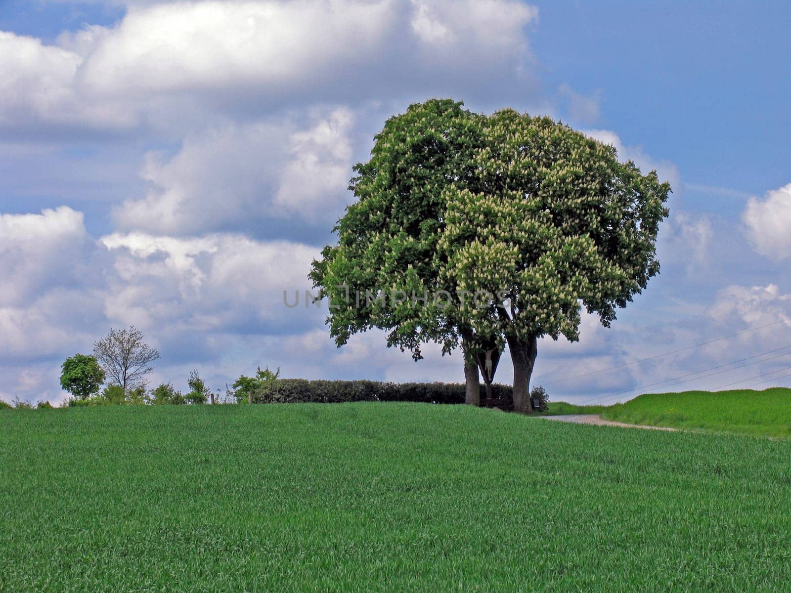 Bad Iburg-Glane,chestnut on the field