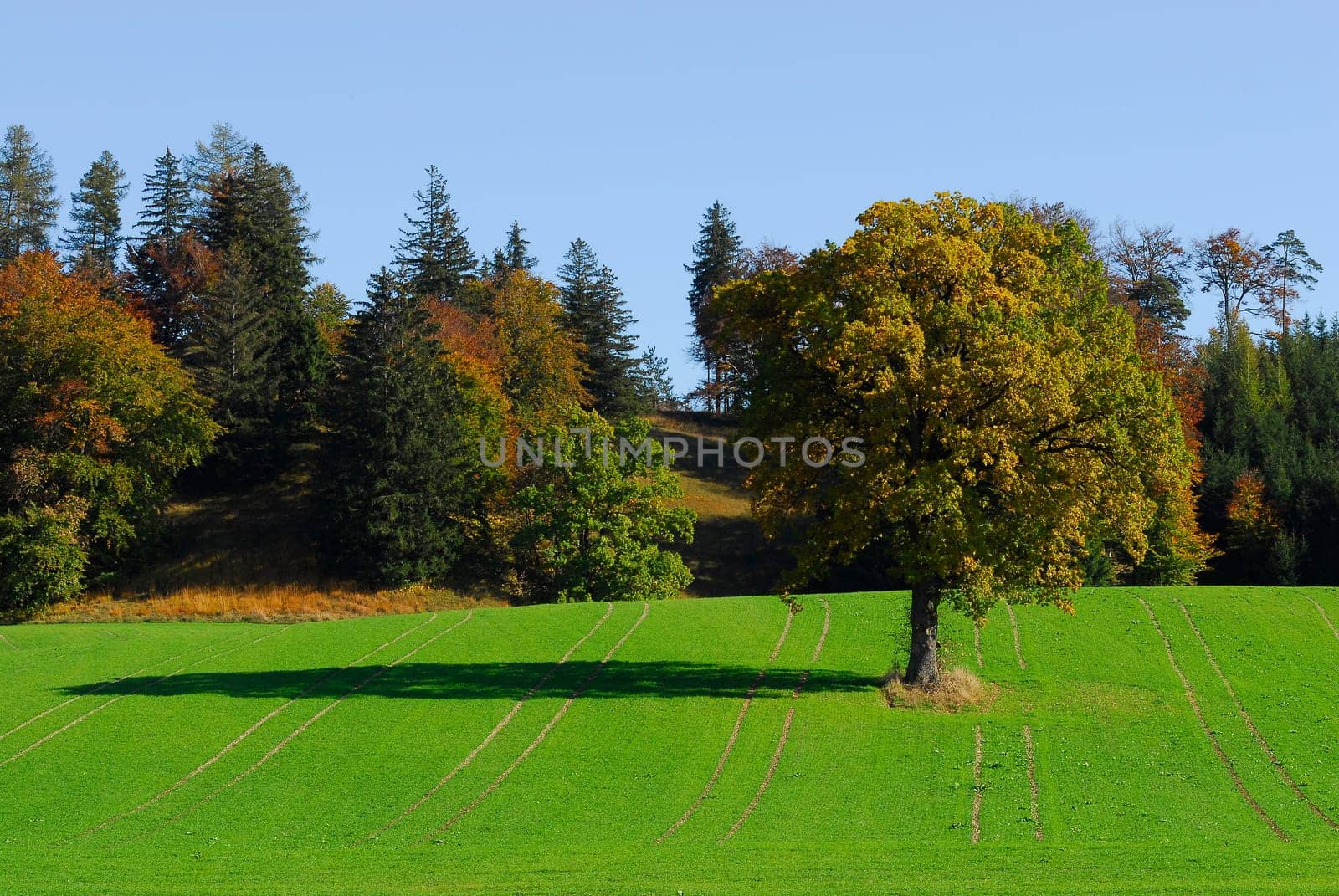 Sunny autumn