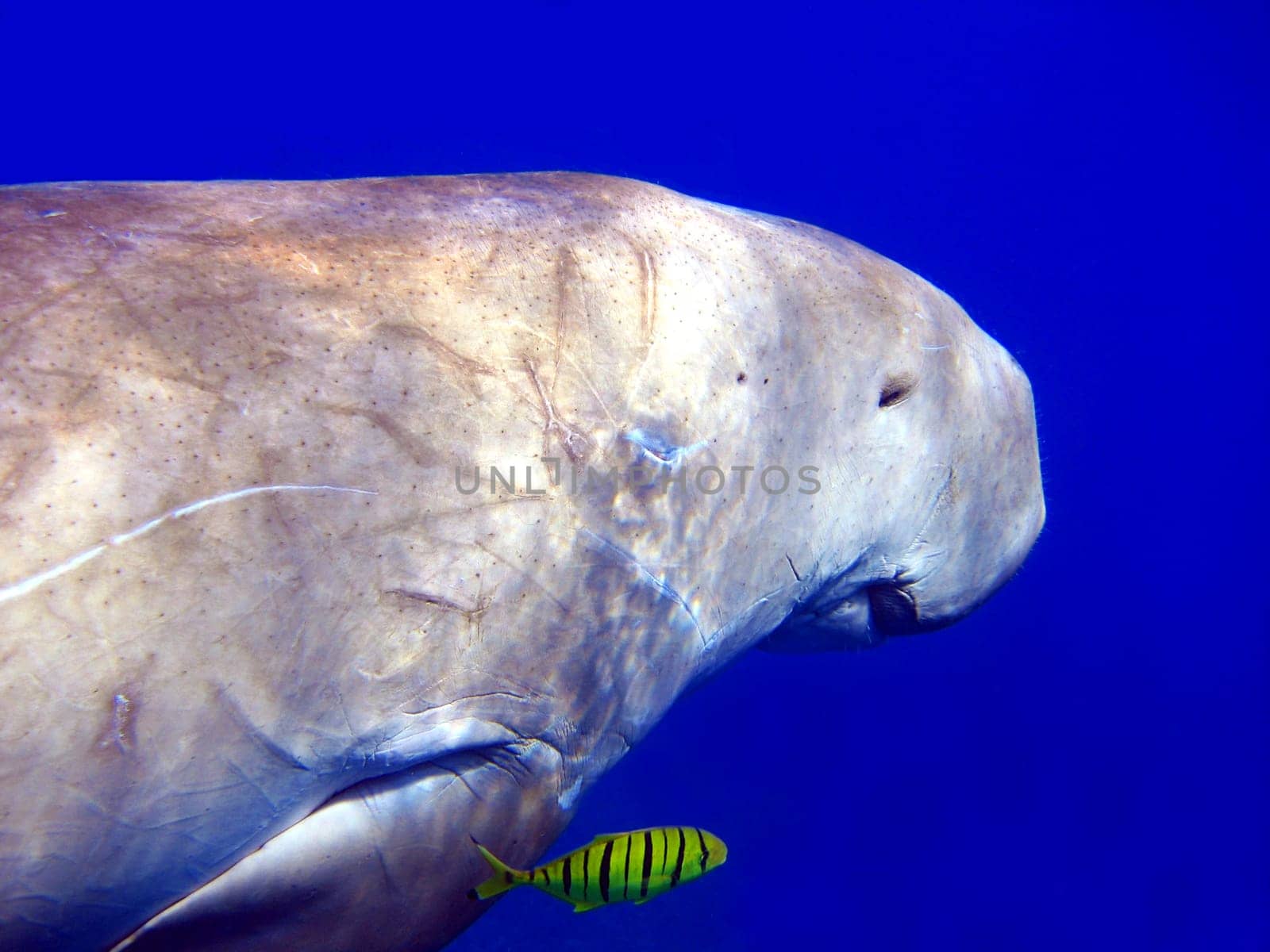 Dugong
