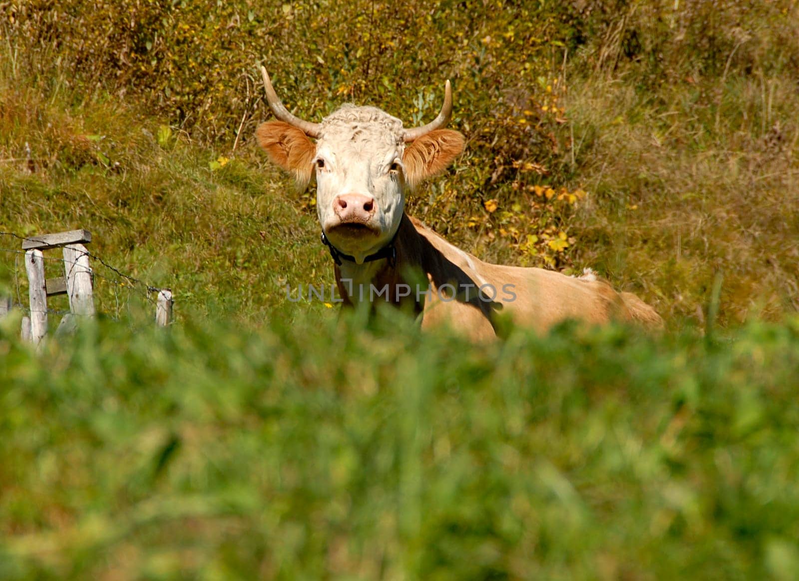 Alpine cow