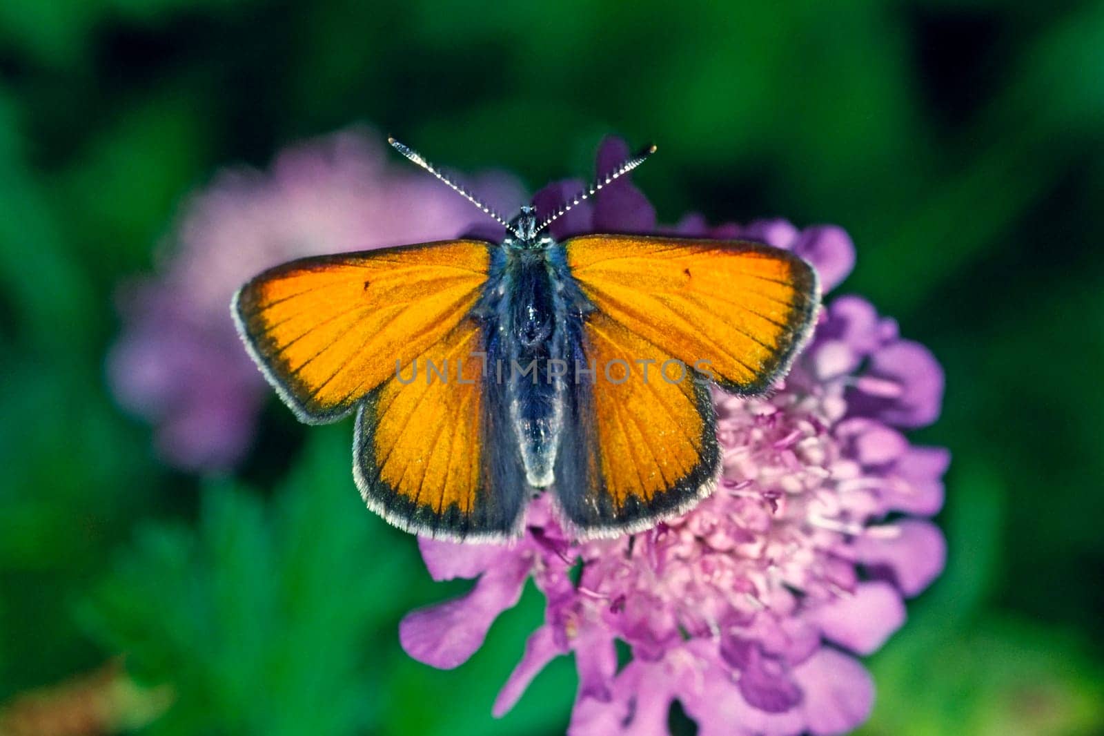 Lycaena hippothoe,Fire Butterfly,Male