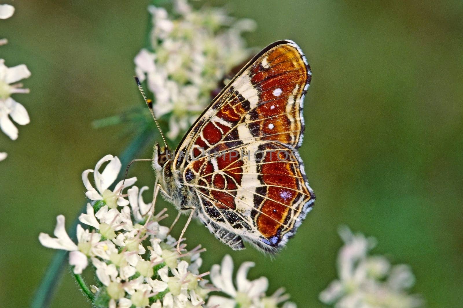 Araschnia levana, Landkärtchen (Sommerform)
