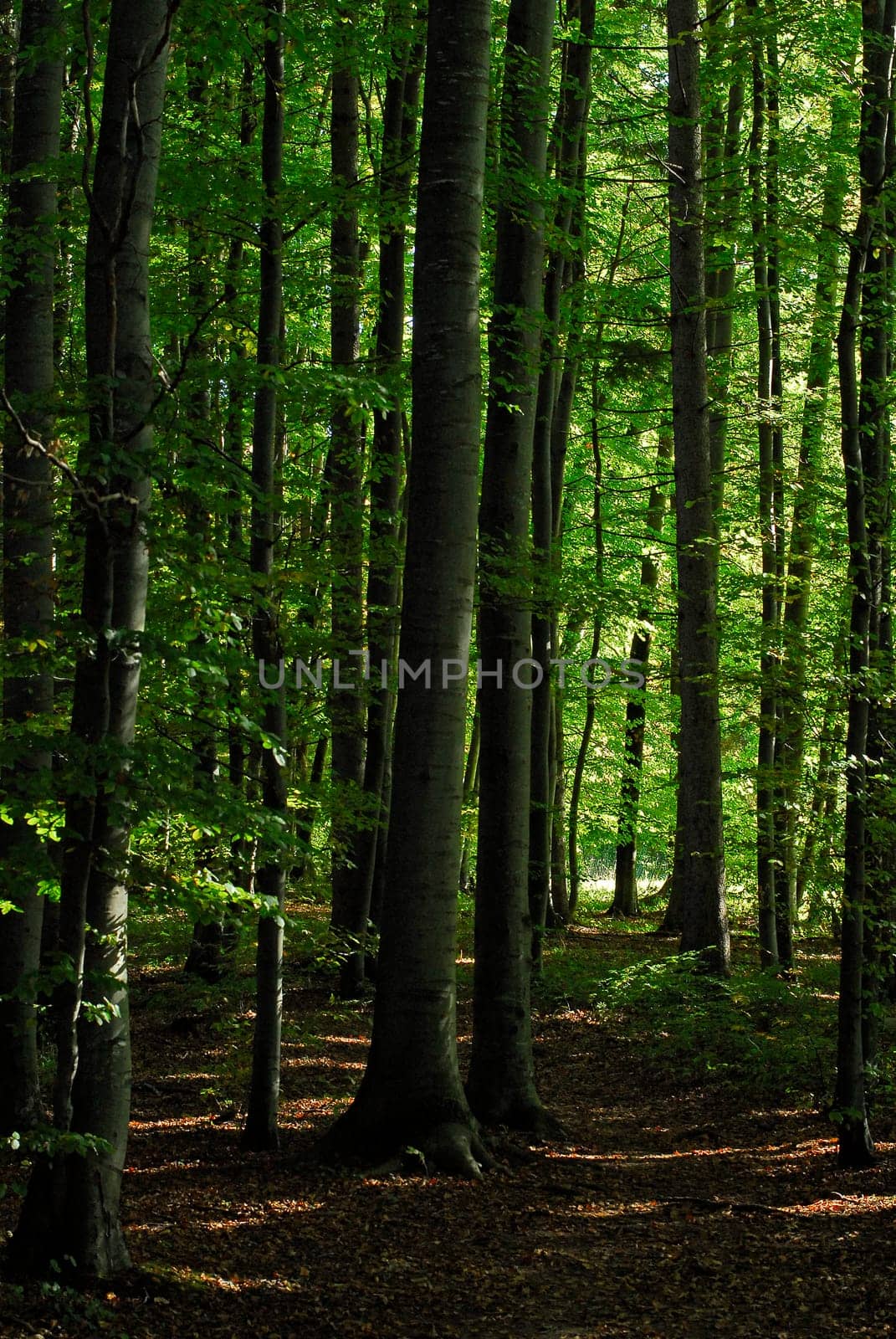 In the woods